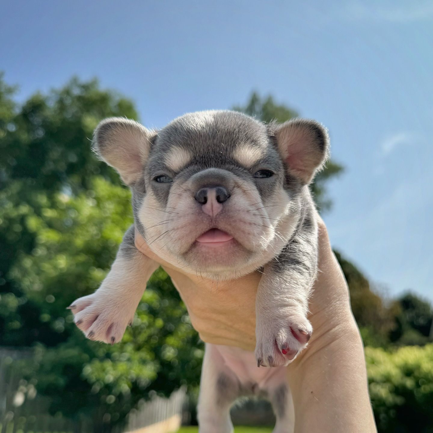 French Bulldog puppies