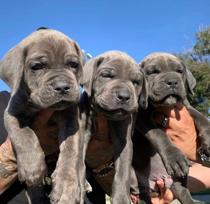 Cane Corso Puppies