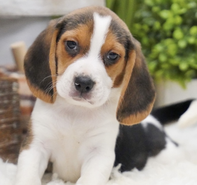 Beautiful Beagle Puppies - Dogs for sale, puppies for sale