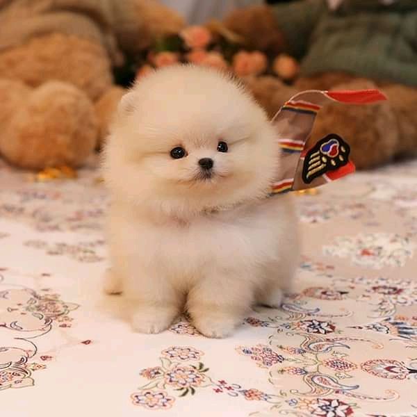 Pomeranian puppy