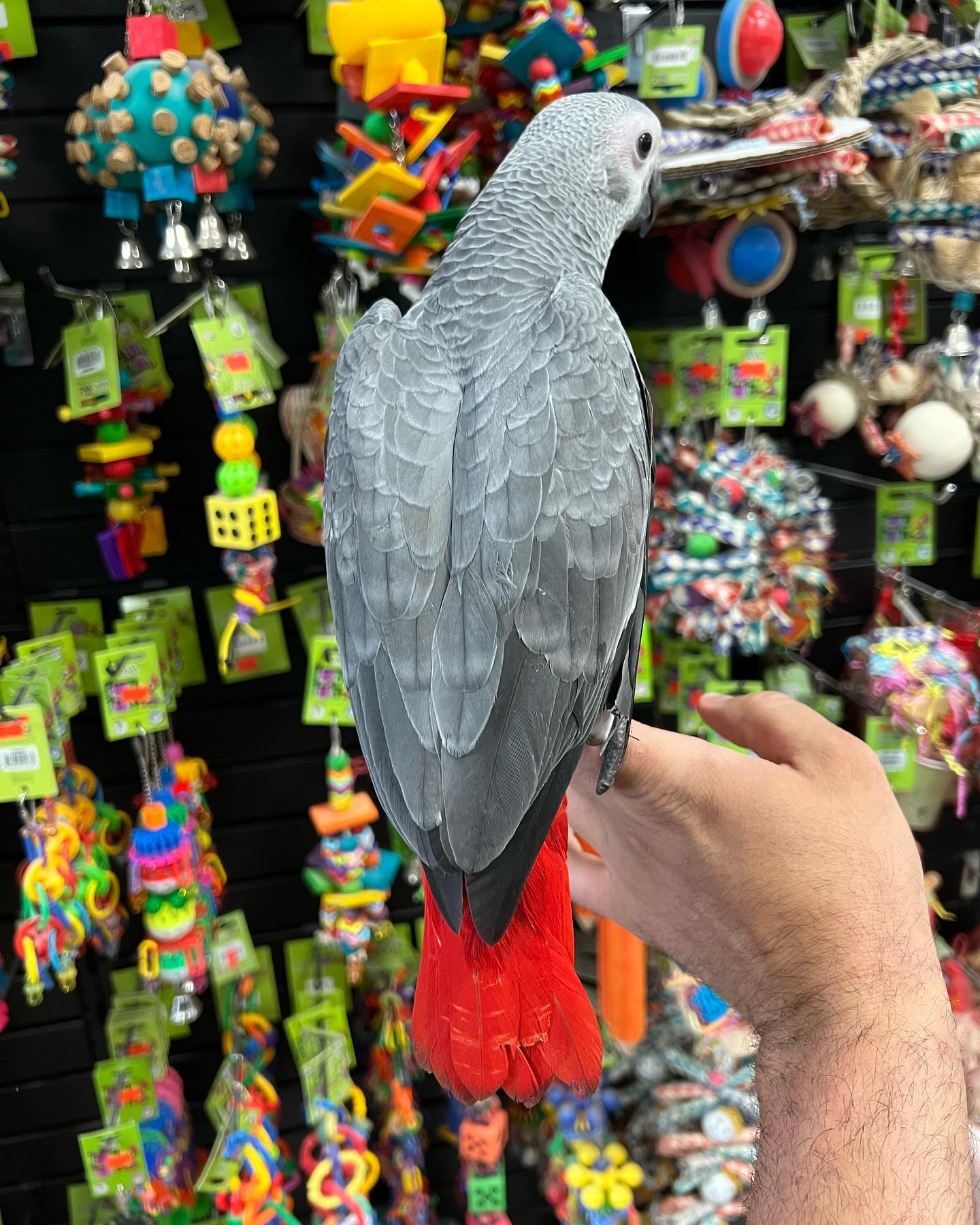 Sammy the African Grey Parrot for Christmas