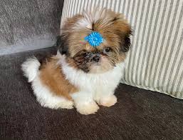 Shih Tzu puppies for adoption near me