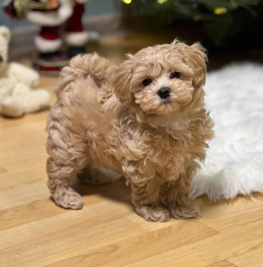 F1 Maltipoo Puppies