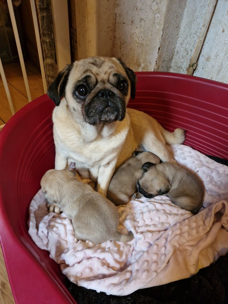 Available Male & Female Pug Puppies