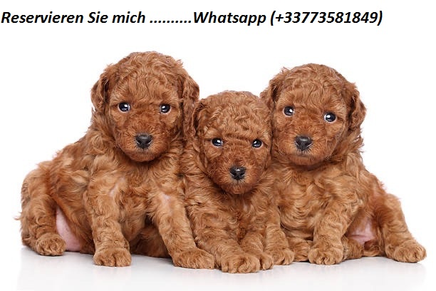 cavapoo Puppies for Sale