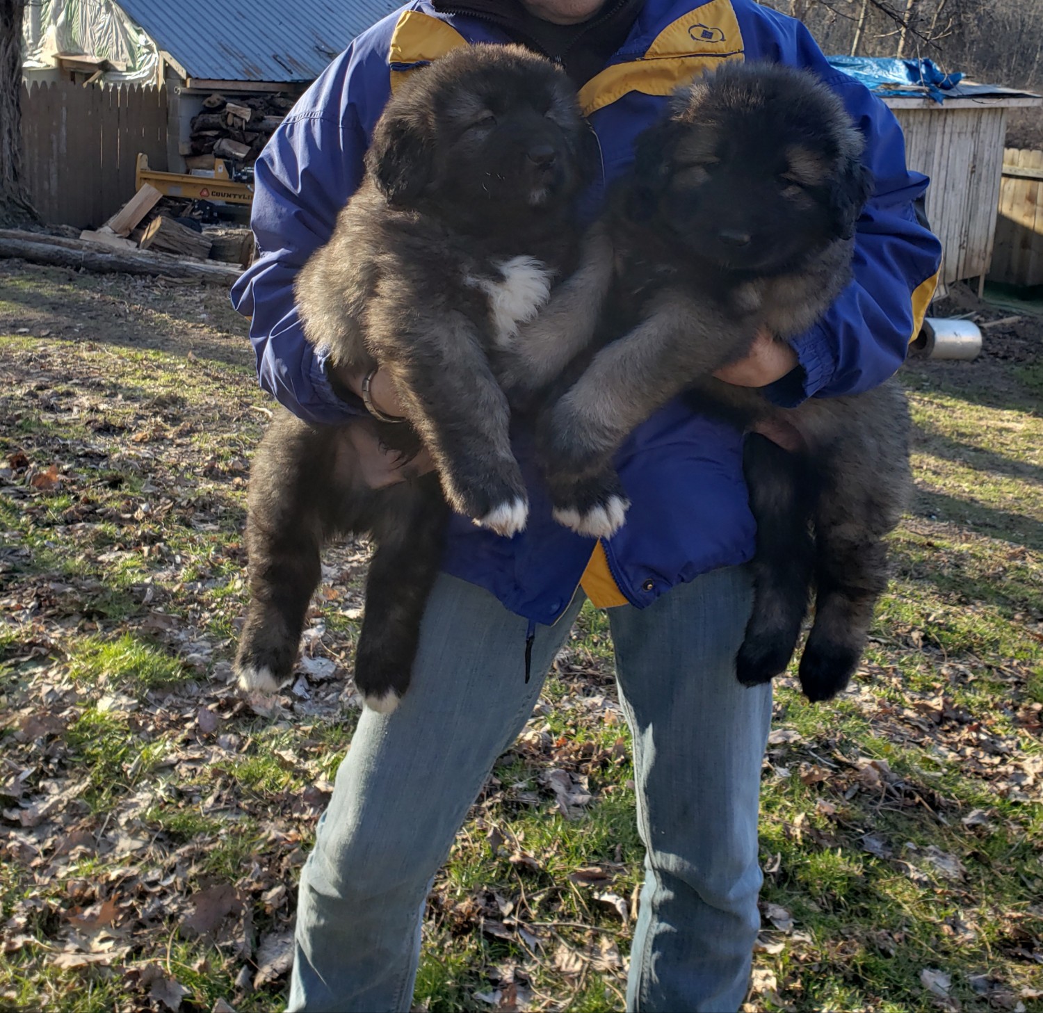 Caucasian Shepherd Puppies for Sale